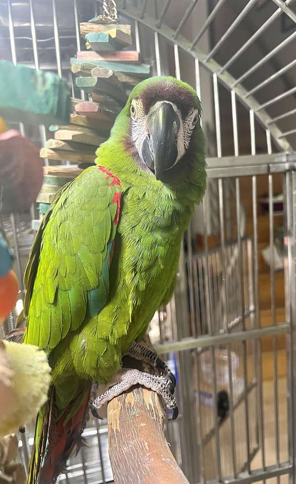 aggressive-severe-macaw-for-sale