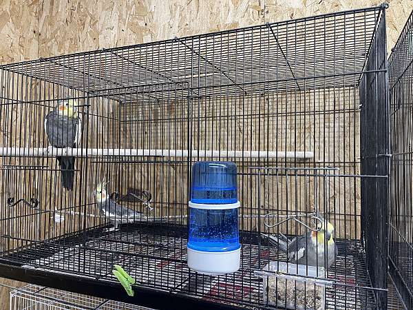 adult-bird-for-sale-in-emmaus-pa-pa
