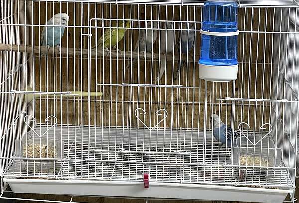 parakeet-for-sale-in-emmaus-pa-pa
