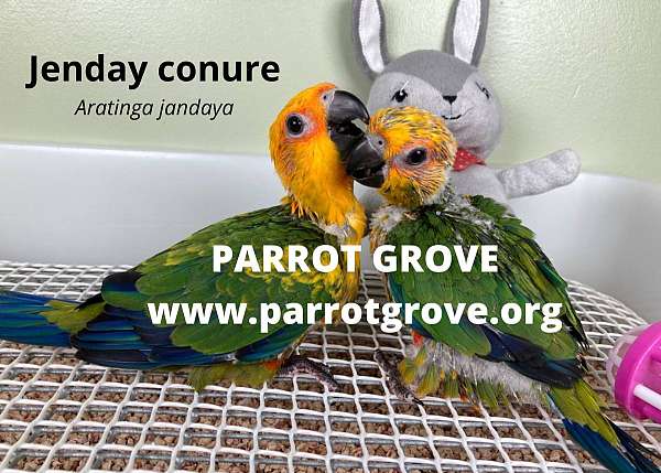bonded-pair-jenday-conure-for-sale