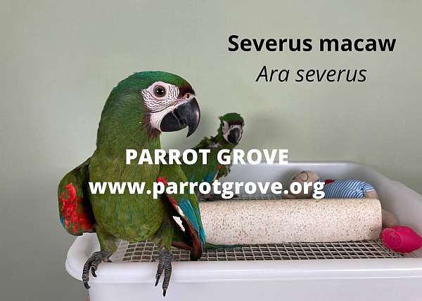 severe-macaw-for-sale
