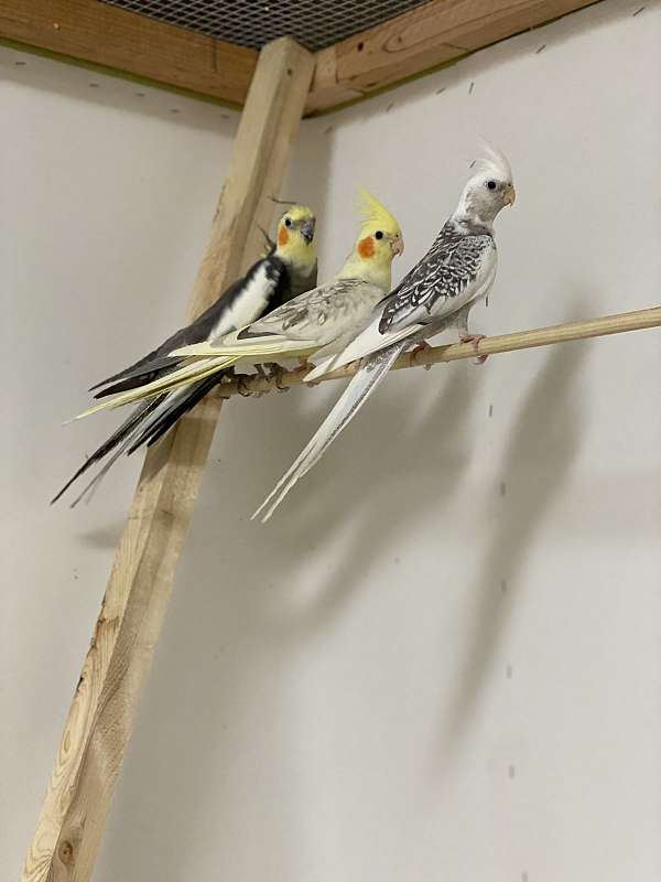 cockatiel-for-sale-in-sunland-ca