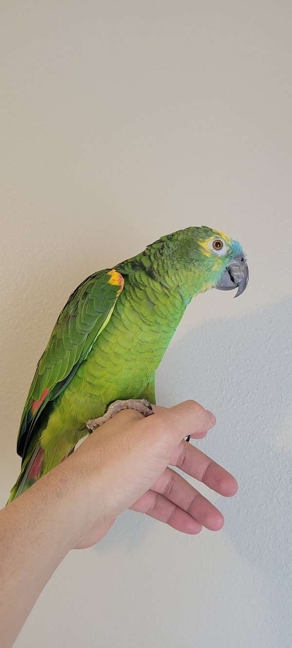 blue-front-amazon-parrot-for-sale-in-west-valley-city-ut