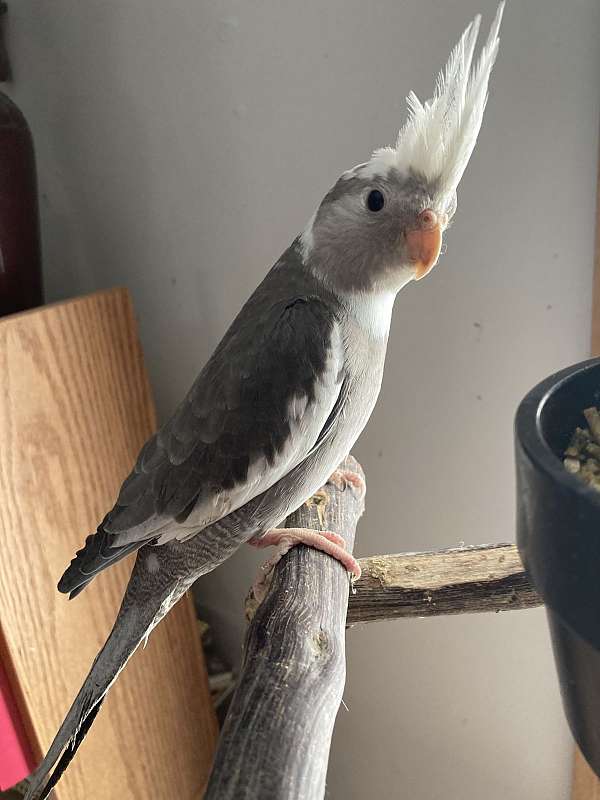 cockatiel-for-sale