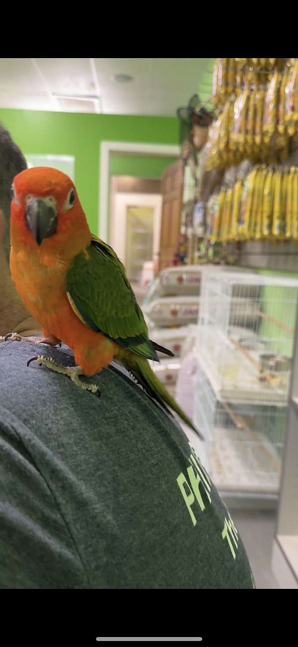 conure-for-sale