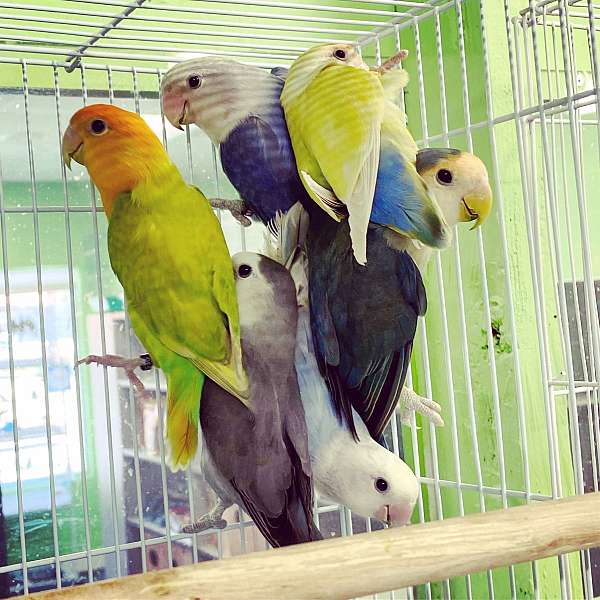 lovebird-for-sale-in-sunland-ca