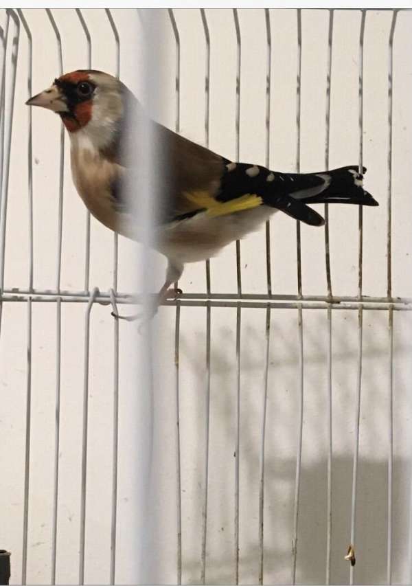 roller-finch-for-sale