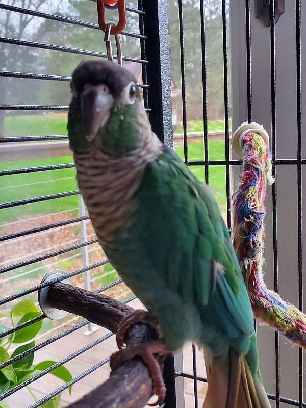 conure-for-sale-in-chickamauga-ga