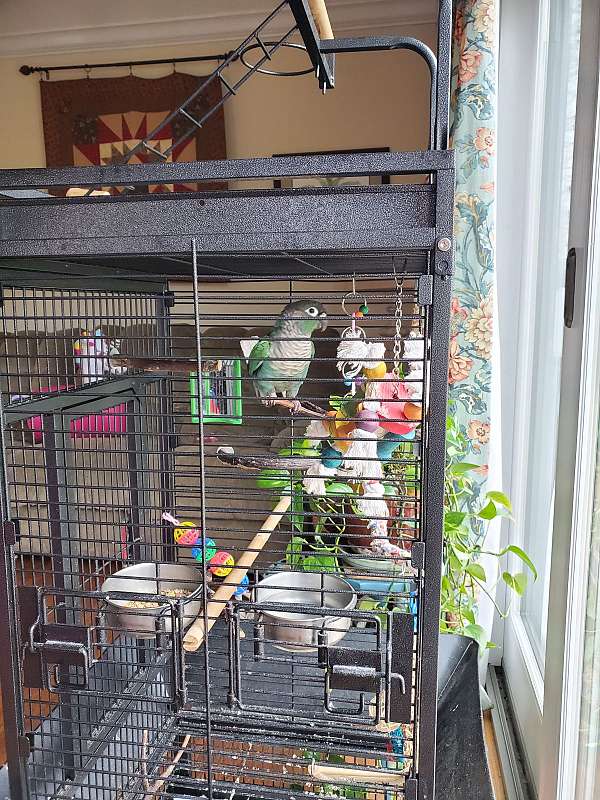 conure-for-sale