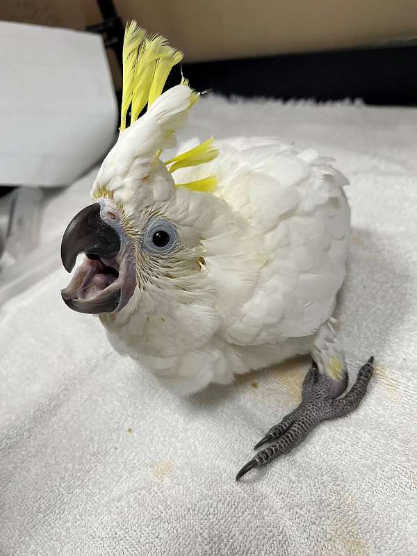 baby-cockatoo-triton-cockatoo-for-sale