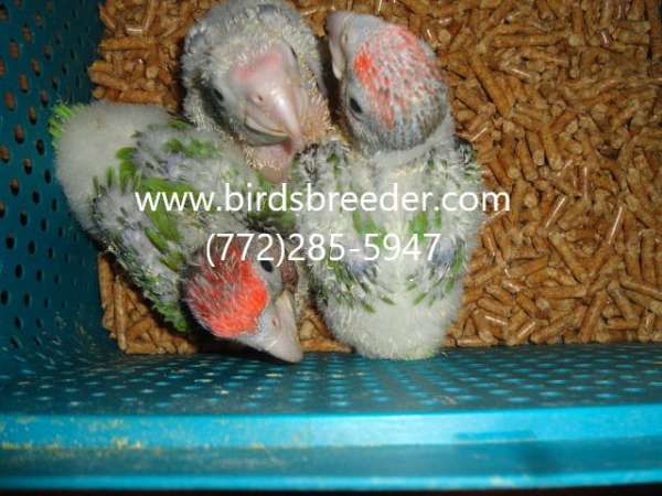 brown-necked-poicephalus-parrots-for-sale