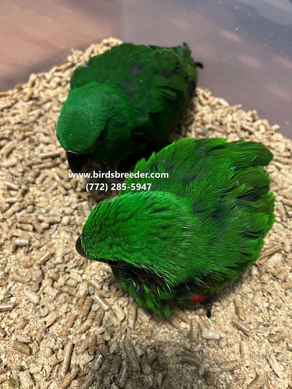 vosmaeri-eclectus-parrots-for-sale