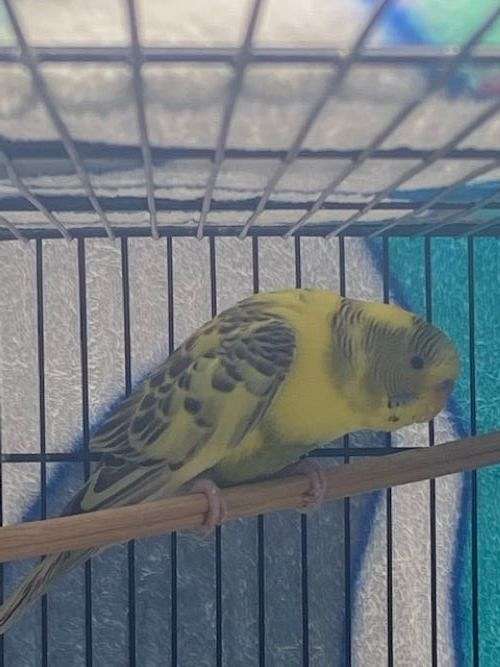 budgerigar-parakeet-for-sale-in-memphis-tn