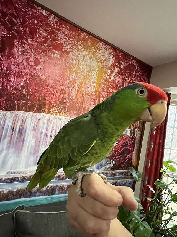 amazon-parrot-parrot-for-sale-in-columbia-md