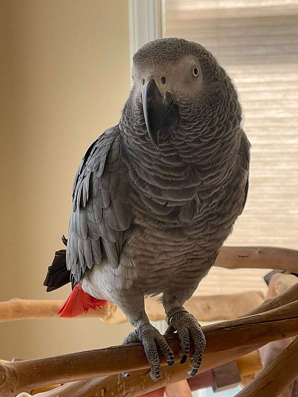 scarlet-african-grey-parrot-for-sale