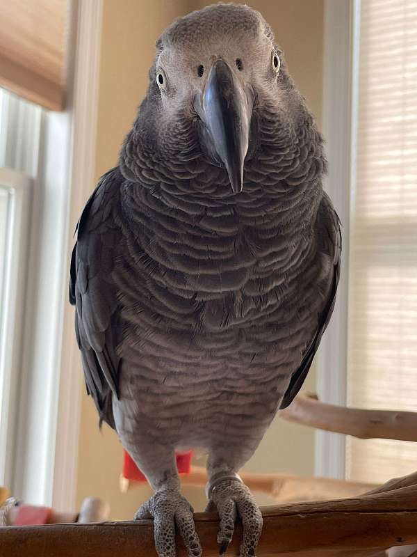 crimson-african-grey-parrot-for-sale
