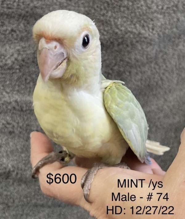 green-bird-for-sale-in-la