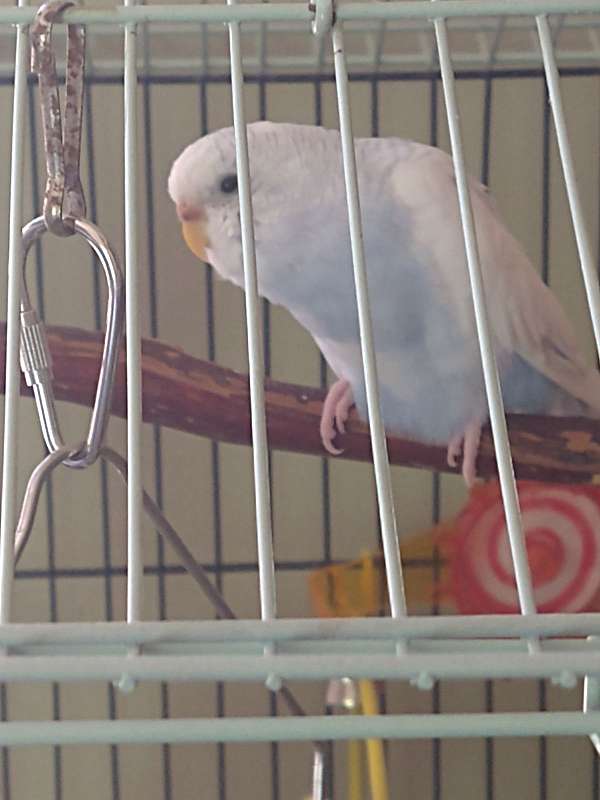 parakeet-for-sale