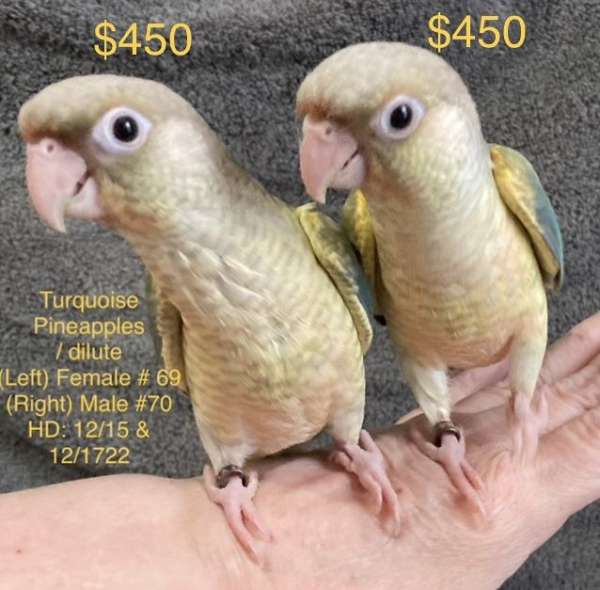 green-pineapple-bird-for-sale-in-denham-springs