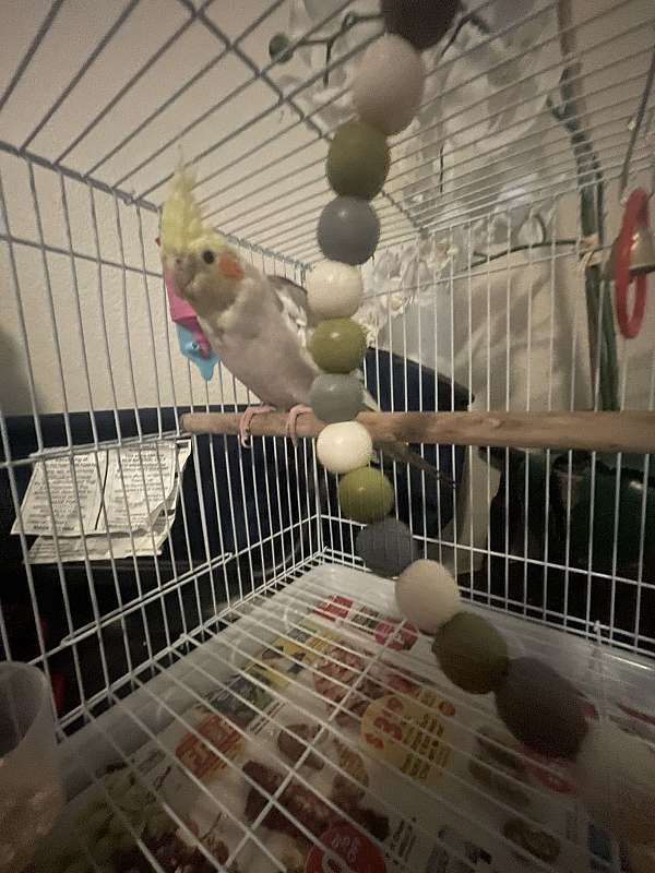 cockatiel-for-sale