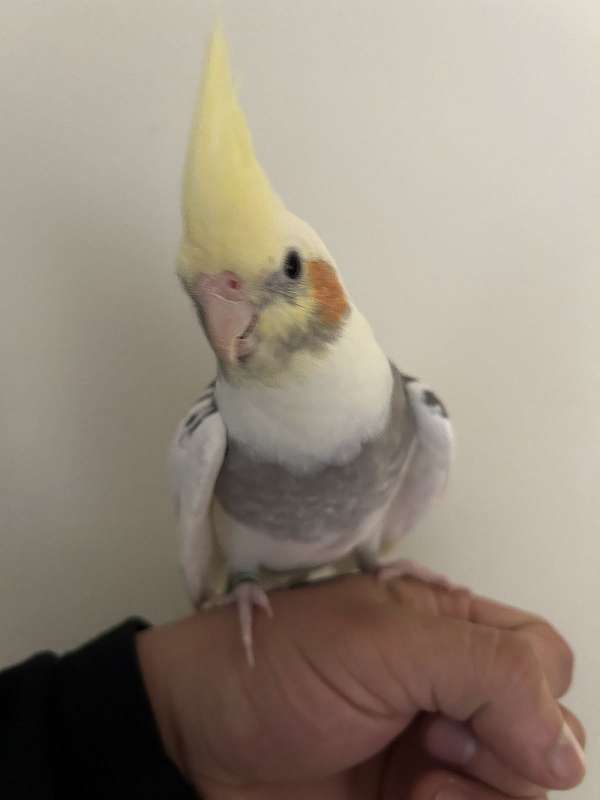 cockatiel-for-sale-in-hagerstown-md