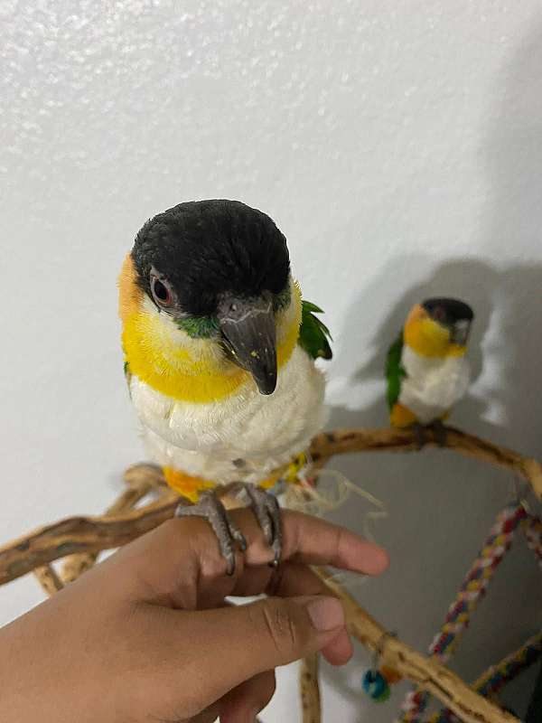 caique-for-sale-in-euless-tx
