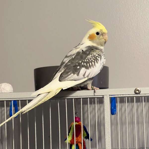 cockatiel-for-sale