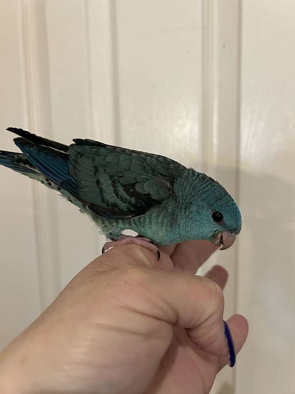 lineolated-parakeet-for-sale-in-layton-ut