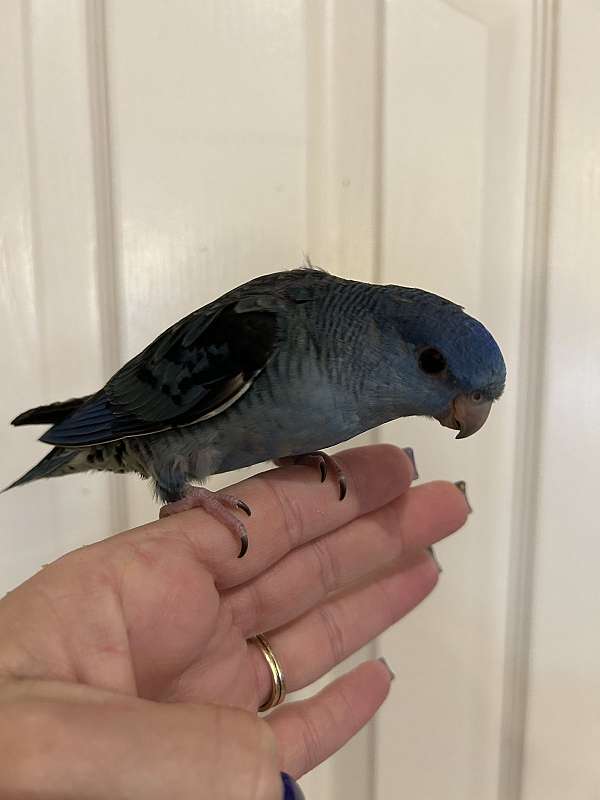 cobalt-bird-for-sale-in-layton-ut