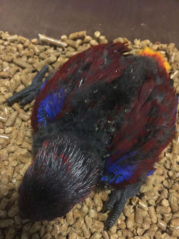 vosmaeri-eclectus-parrots-for-sale