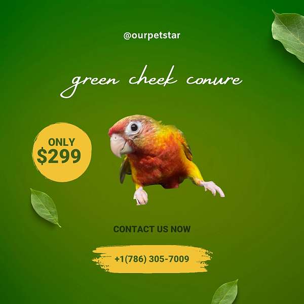 baby-green-grey-bird-for-sale