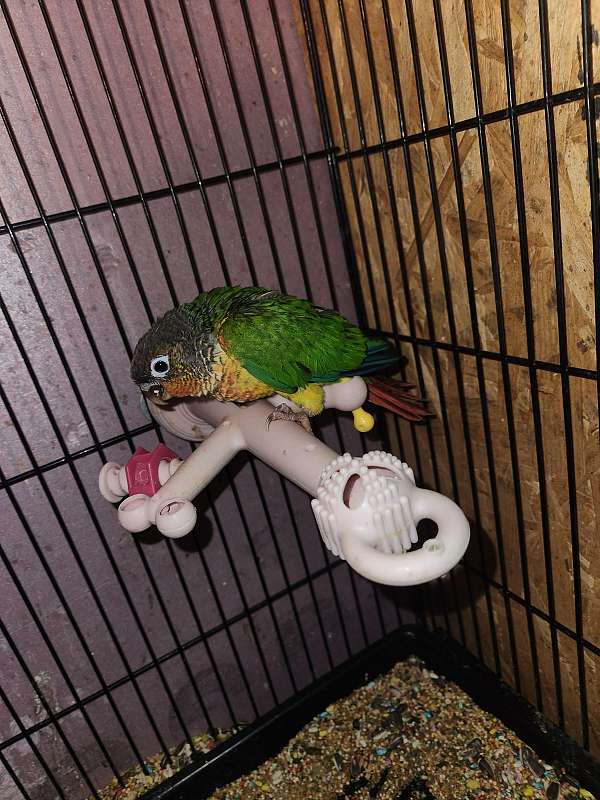 green-cheek-conure-for-sale