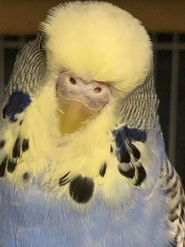 budgerigar-parakeet-for-sale-in-spring-valley-il