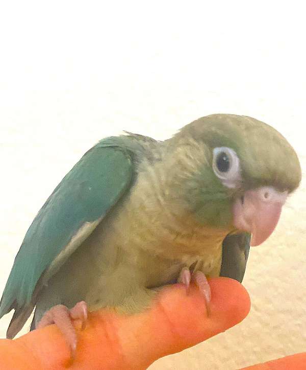 baby-conure-for-sale