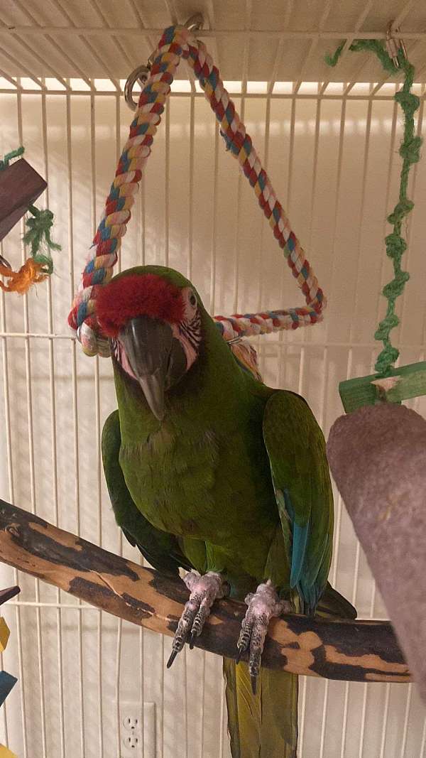 military-macaw-for-sale-in-iowa