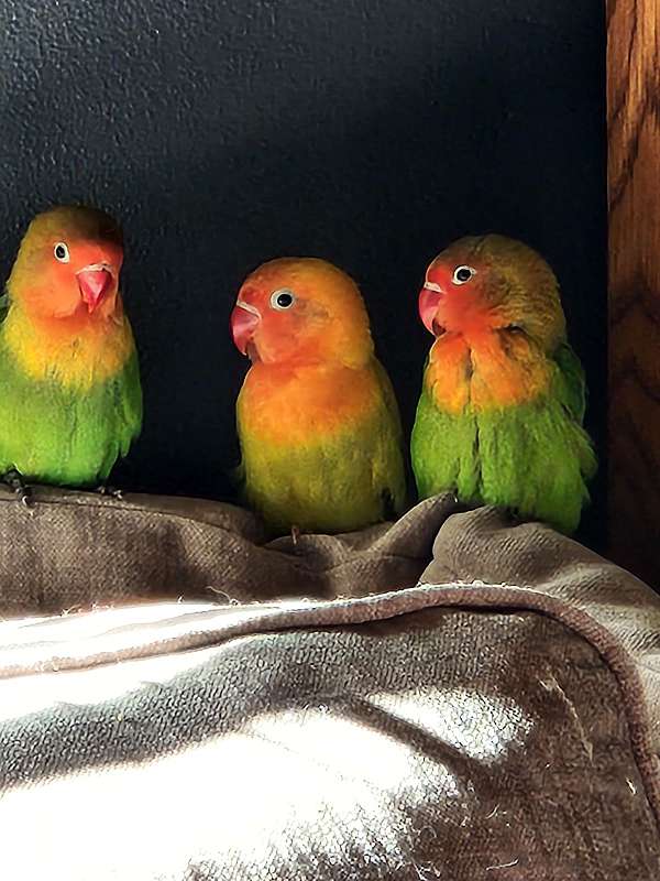 peach-faced-lovebird-for-sale-in-sharpsville-pa