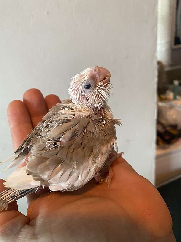 cockatiel-for-sale-in-fitchburg-ma