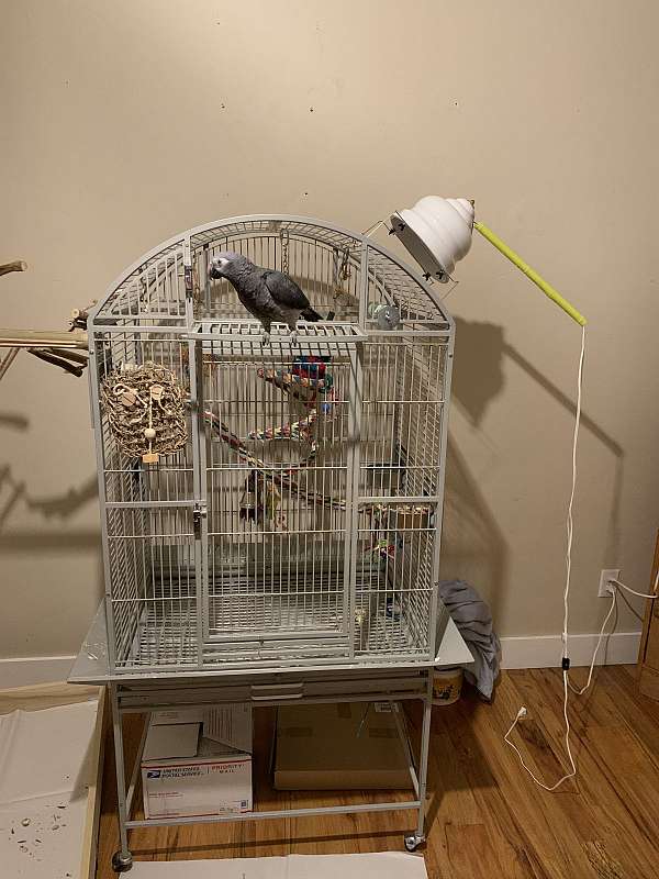 timneh-african-grey-parrot-for-sale-in-tooele-ut