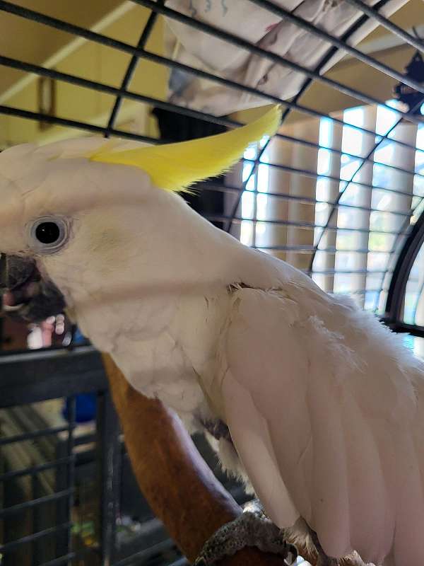 sulpher-crested-cockatoo-for-sale-in-auburndale-fl