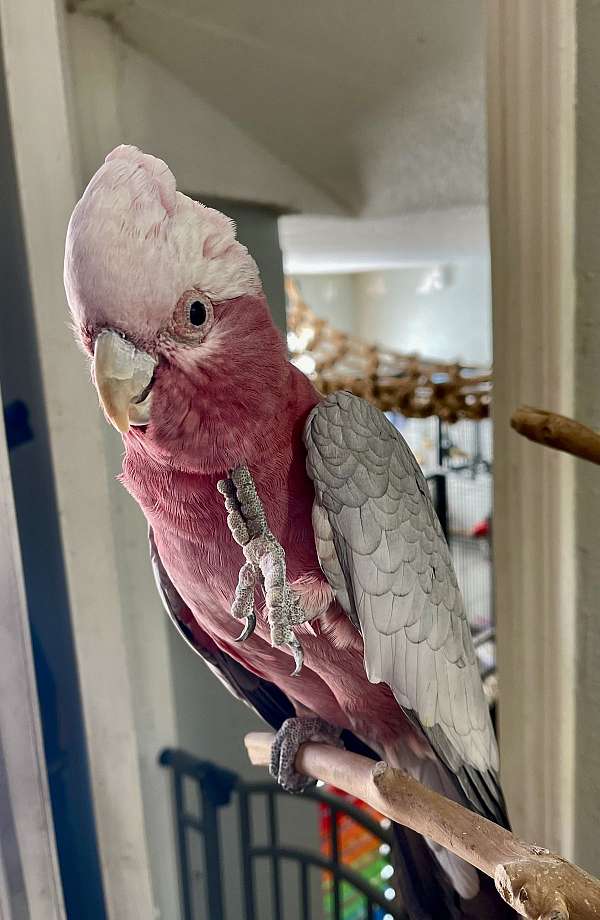 rose-breasted-cockatoo-for-sale-in-oklahoma-city-ok