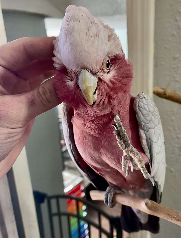 grey-pink-bird-for-sale-in-oklahoma-city-ok