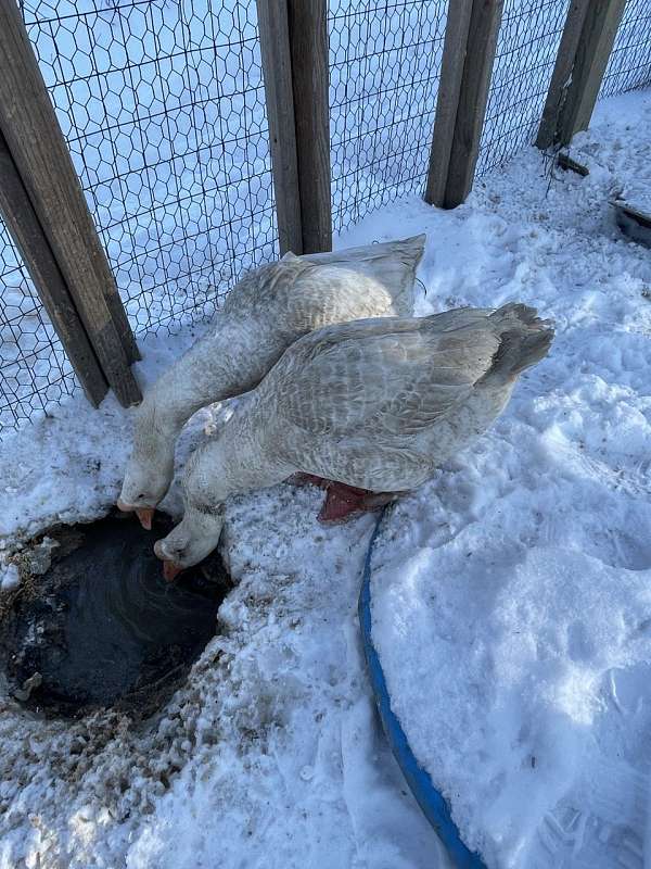 large-chinese-goose-for-sale