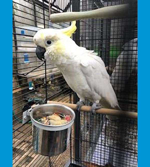 mixed-sulpher-crested-cockatoo-for-sale