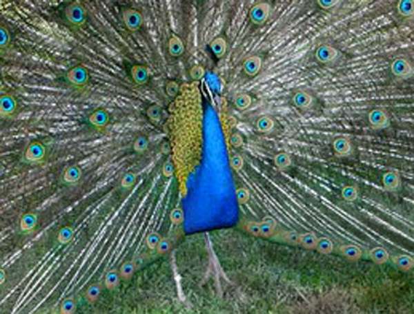 peacock-for-sale