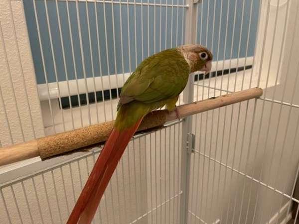 conure-for-sale