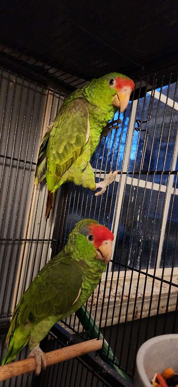 adult-mexican-red-amazon-parrot-for-sale