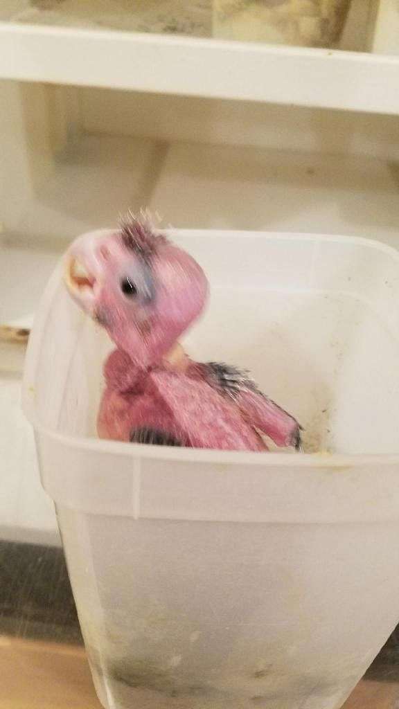 rose-breasted-cockatoo-for-sale-in-hutto-tx