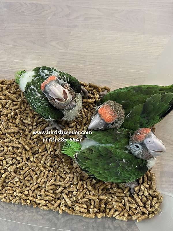 brown-necked-poicephalus-parrots-for-sale