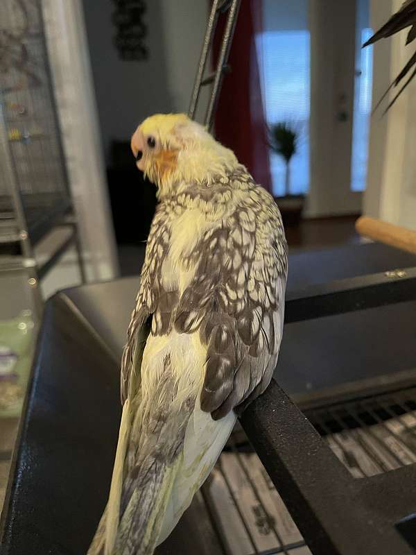 cockatiel-for-sale-in-greentop-mo