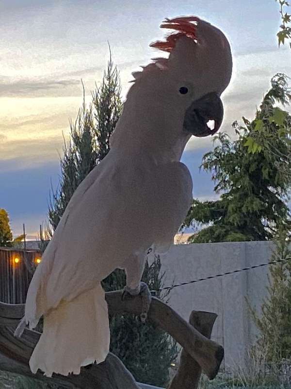 moluccan-cockatoo-for-sale-in-pittsburg-ca
